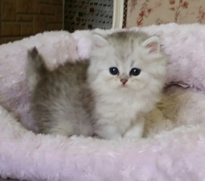 ID:1505-00331の子猫