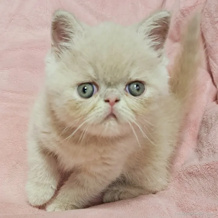 ID:2308-00102の子猫