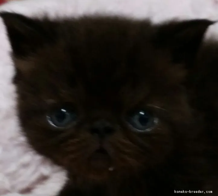 ID：1706-01007の子猫