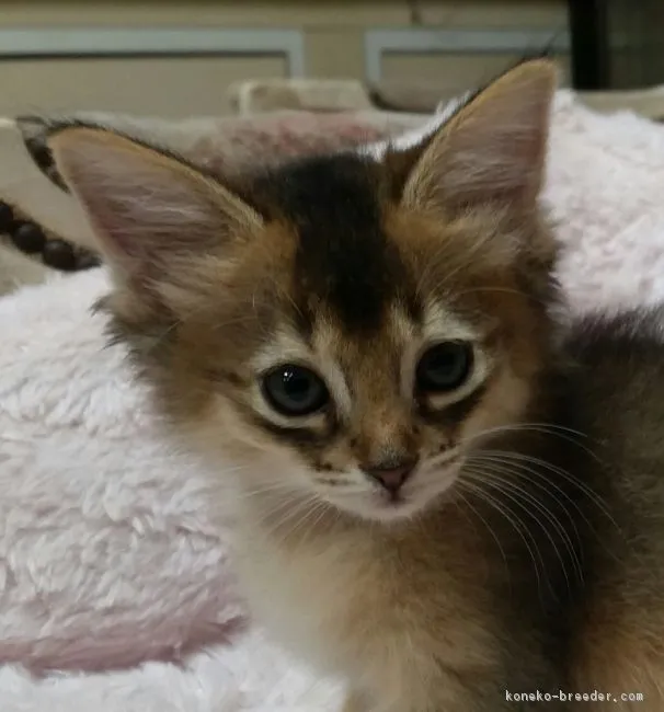 ID：1810-00329の子猫