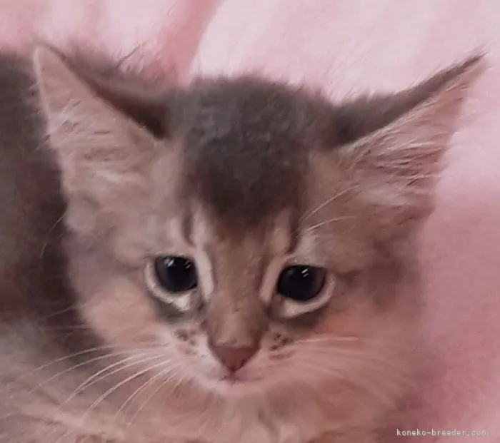 ID:2108-02029の子猫