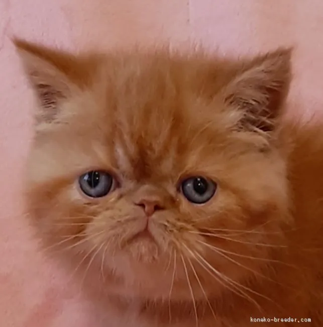 リエ 様のお迎えした子猫