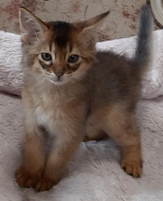 ID:2007-02079の子猫
