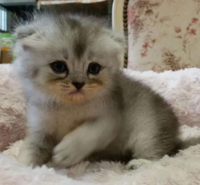 nojiko 様のお迎えした子猫