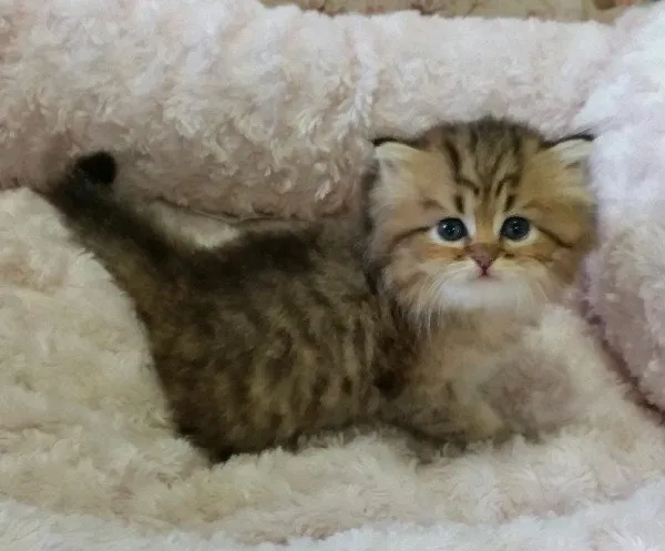 ID：1411-00372の子猫