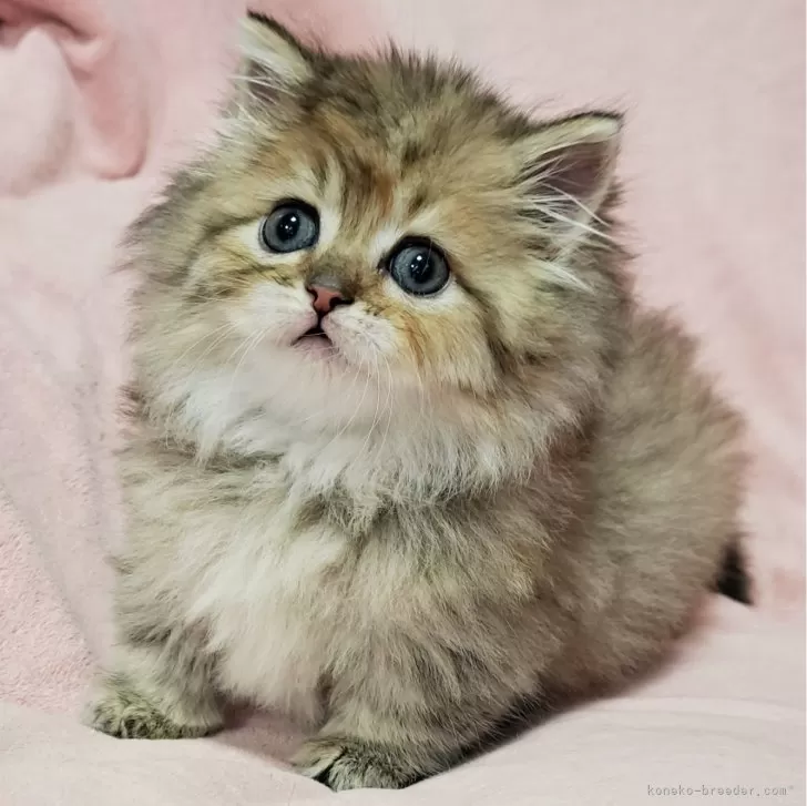 ID：2401-01286の子猫