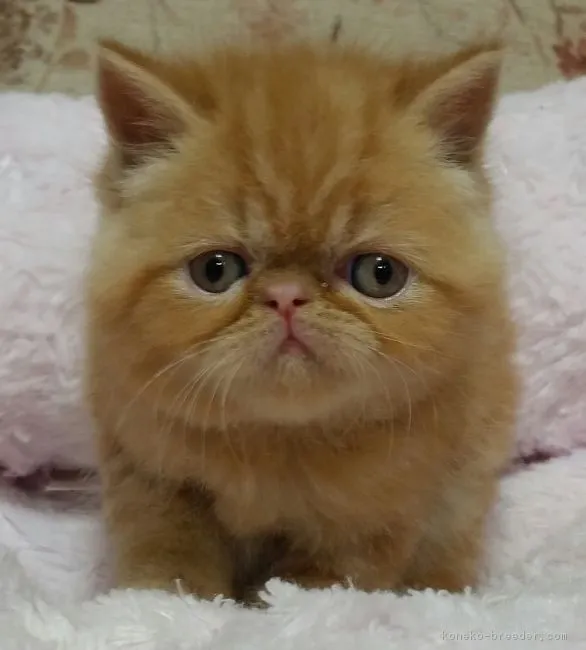 ハルナっち 様のお迎えした子猫