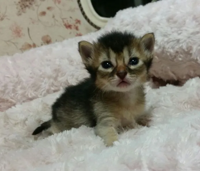 チャロ 様のお迎えした子猫