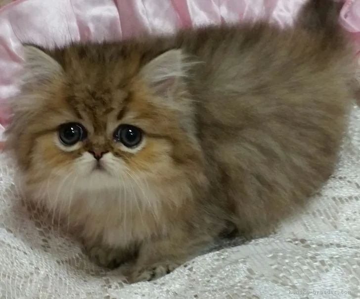 ID:1709-01173の子猫