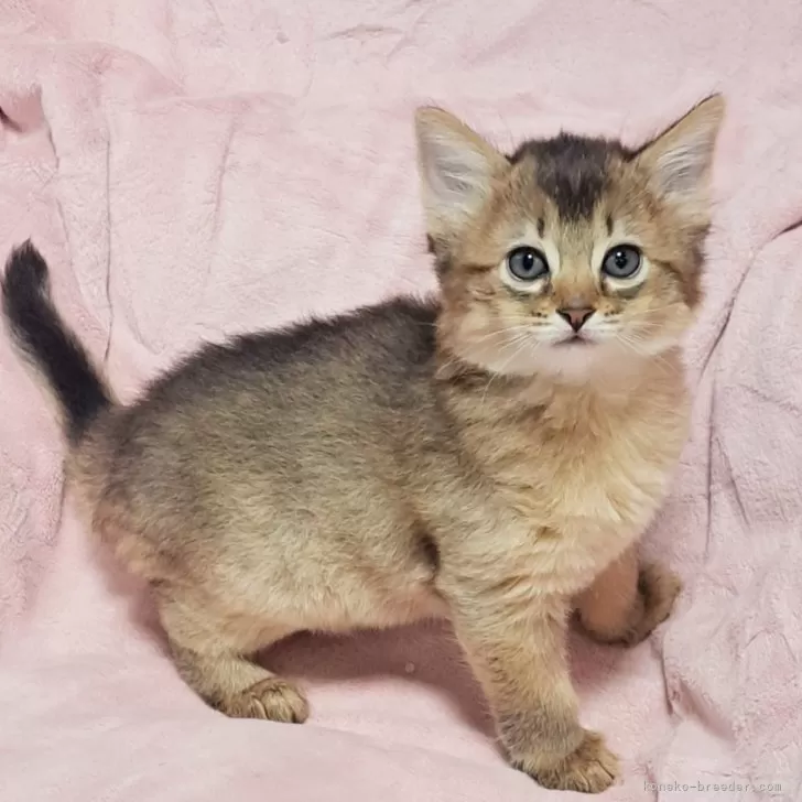 ID:2410-02345の子猫