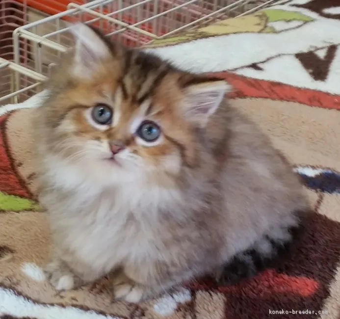 ID：1911-00020の子猫