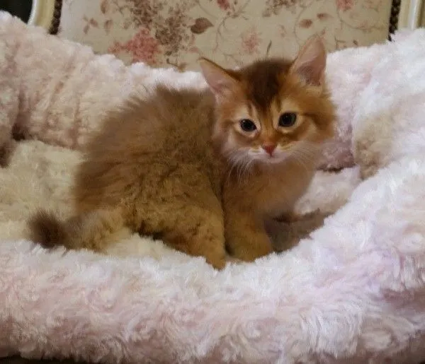 ID：1411-00359の子猫