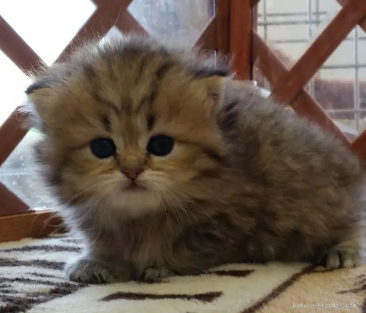 ID：1605-00042の子猫