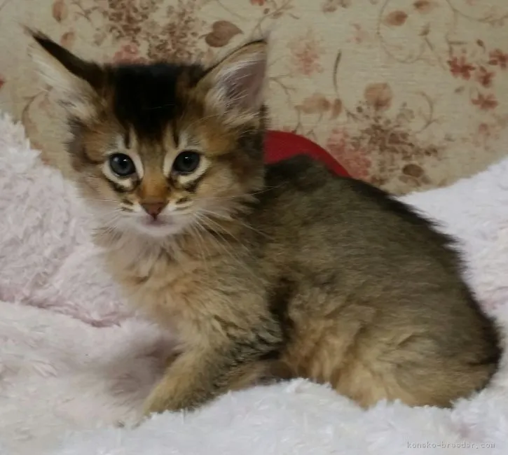 ID：1803-01342の子猫