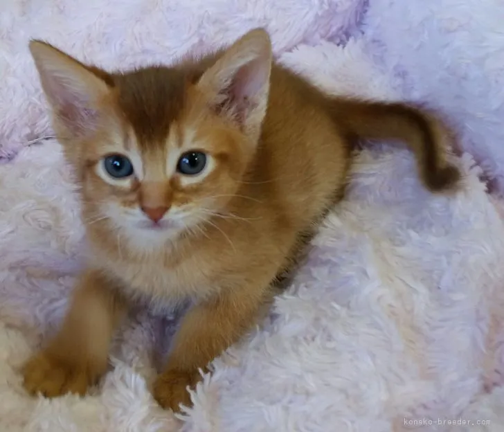 ナナ 様のお迎えした子猫