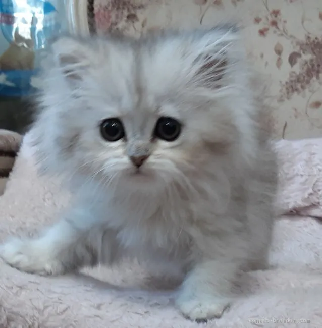 ID：2006-00697の子猫