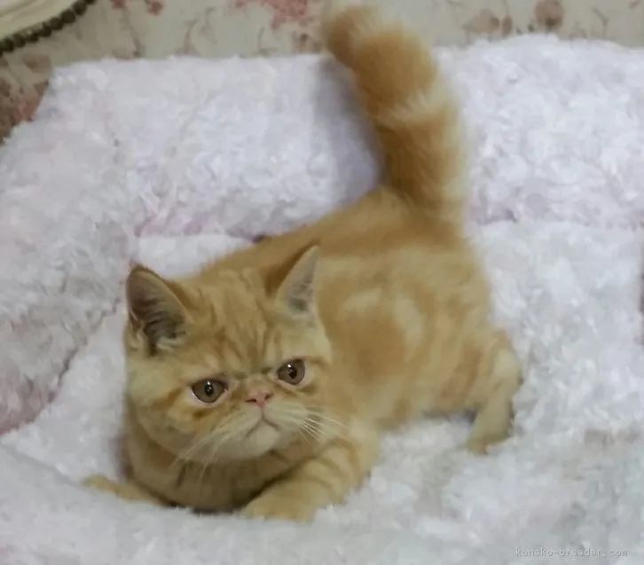 ぷっくぷく 様のお迎えした子猫