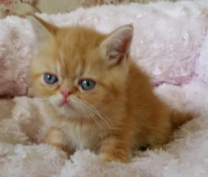 ID：1606-00010の子猫