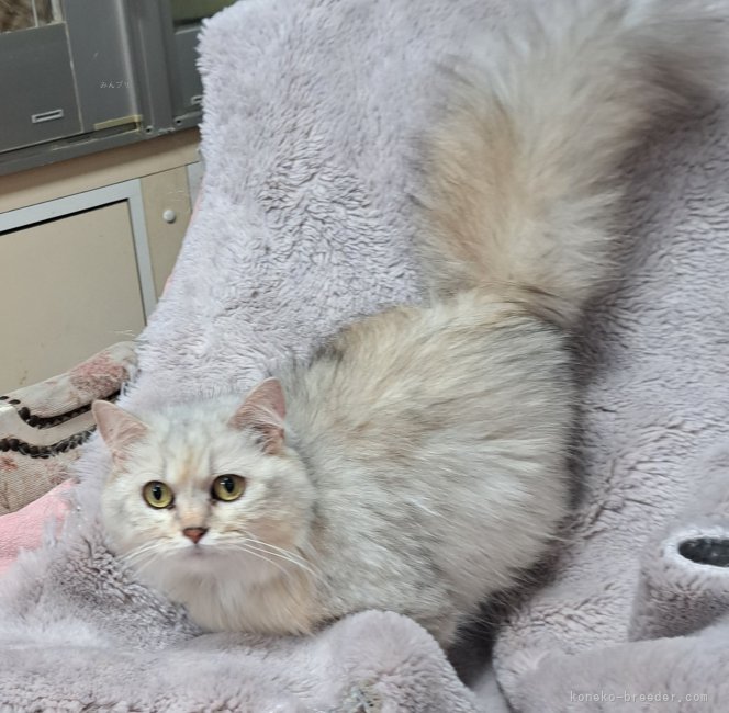 マンチカン【・女の子・2020年5月20日・シルバーパッチドタビー】