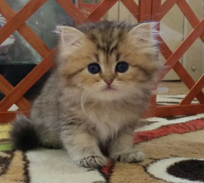 ID:1505-00379の子猫