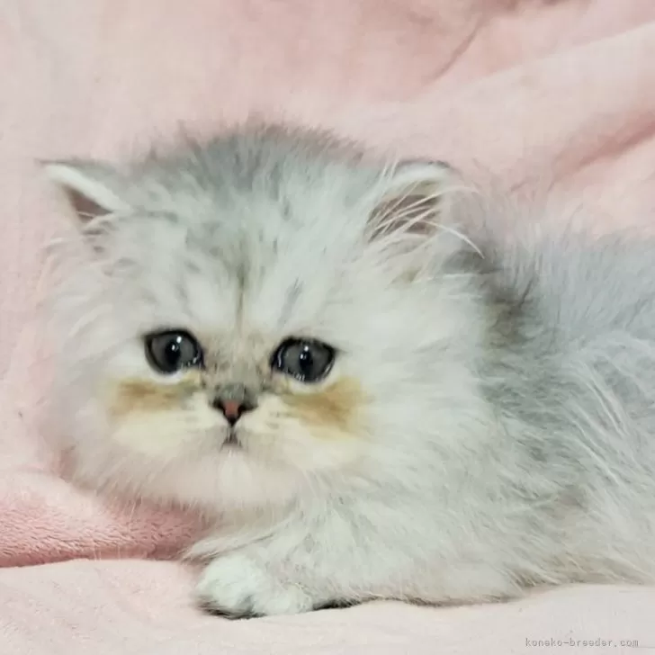 K.A 様のお迎えした子猫