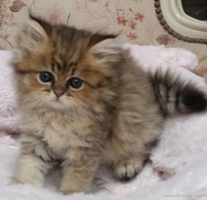 栗かのこ 様のお迎えした子猫