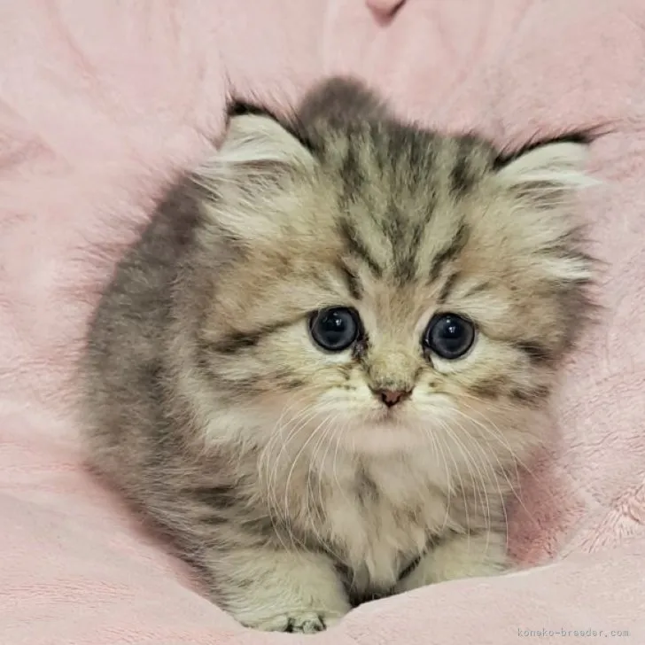 ID：2309-01373の子猫