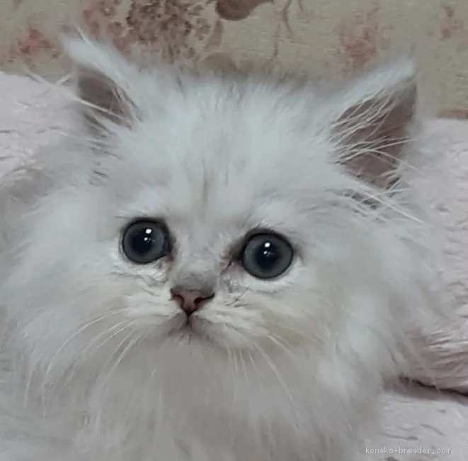 ID：2009-01920の子猫