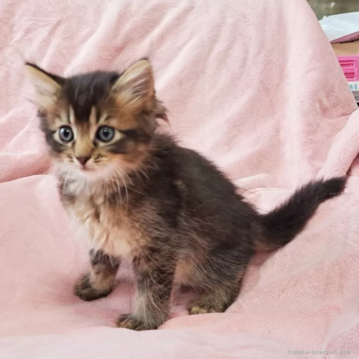 ID:2408-01329の子猫