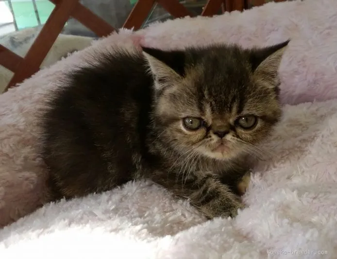 ID：1510-00154の子猫