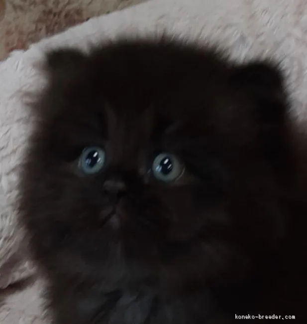 ID:2007-00911の子猫
