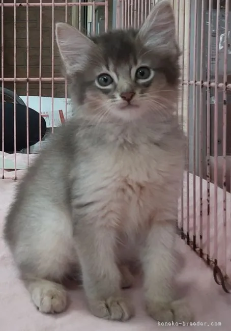 ID:2109-01218の子猫