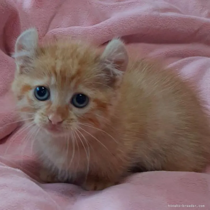 ID：2208-02641の子猫