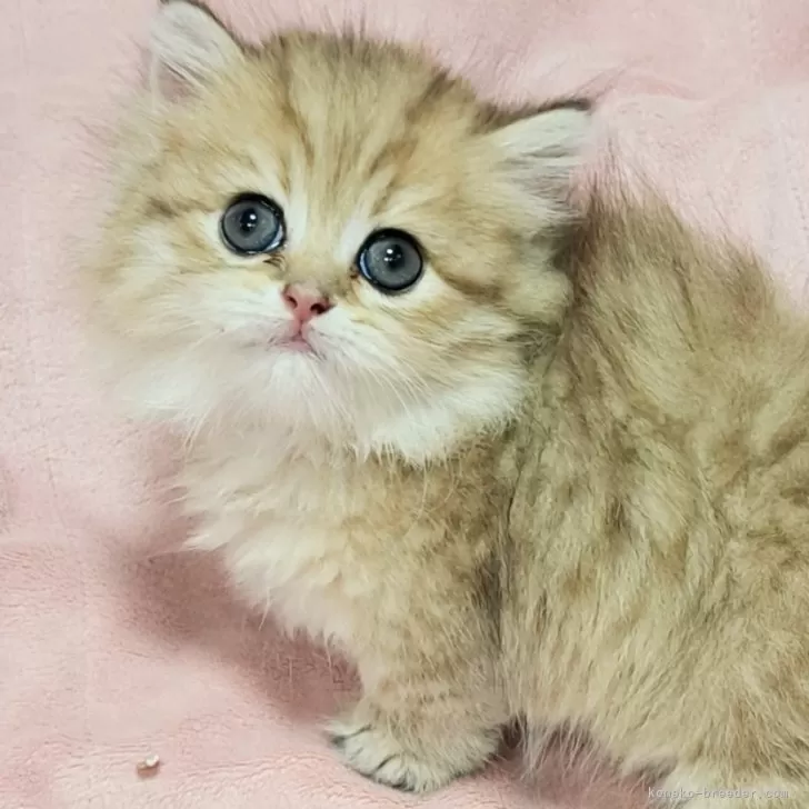 ID：2409-01882の子猫