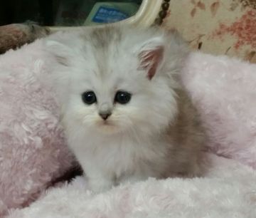 ペルシャ(チンチラ)【茨城県・女の子・2016年2月5日・チンチラシルバー】の写真「かわいい！！」
