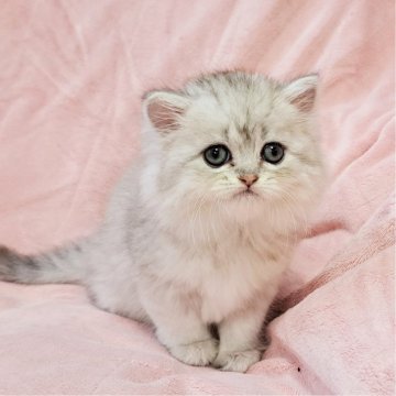 ミヌエット(長足)【茨城県・女の子・2024年8月10日・シルバータビー（ロング）】の写真「愛くるしい🥰」