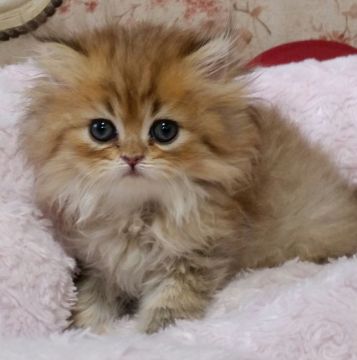 ペルシャ(チンチラ)【茨城県・女の子・2017年5月19日・チンチラゴールデン】の写真「おめめが大きな女の子」
