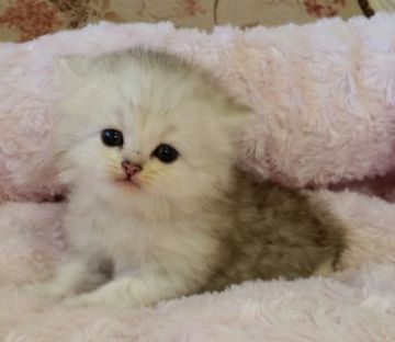 ペルシャ(チンチラ)【茨城県・男の子・2015年12月17日・チンチラシルバー】の写真「かわいい！！」