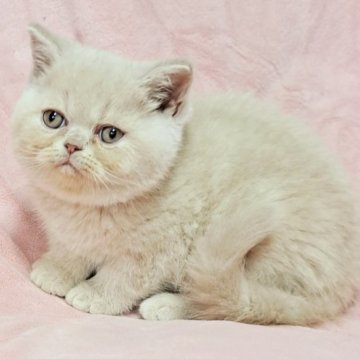エキゾチックショートヘア【茨城県・男の子・2023年10月4日・クリームタビー（ショート）】の写真「可愛い🥰」