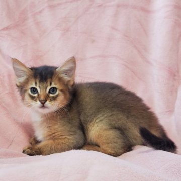 ソマリ【茨城県・男の子・2023年8月18日・ルディー】の写真「愛くるしい💓」