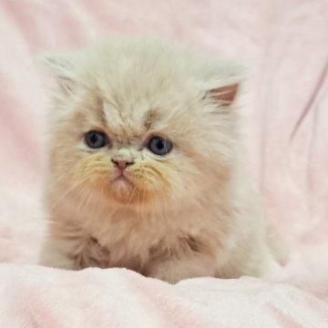 エキゾチックロングヘア【茨城県・男の子・2023年10月27日・クリームタビー】の写真「可愛い🥰」