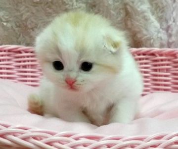 スコティッシュフォールド【茨城県・男の子・2015年1月7日・レッド&ホワイト（ロング）】の写真「ふわかわいい！！」