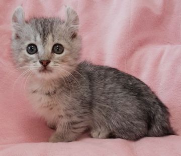 キンカロー【茨城県・男の子・2021年5月21日・シルバータビー（ショートヘア）】の写真「あんよ短いです、とても優しいお顔💖」