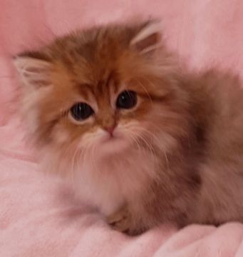 ミヌエット【茨城県・男の子・2021年12月24日・ブラウンタビー（ロング）】の写真「美しすぎ🐱」