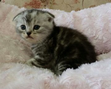 スコティッシュフォールド【茨城県・女の子・2015年10月12日・シルバータビー（ショート）】の写真「かわいい！！」