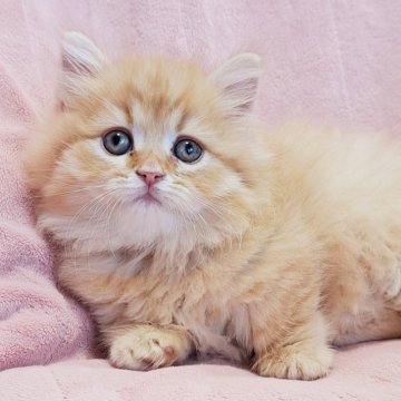 ミヌエット(短足)【茨城県・男の子・2024年7月15日・レッドタビー（ロング）】の写真「愛くるしい💓」