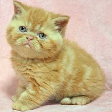 エキゾチックショートヘア【茨城県・男の子・2023年10月4日・レッドタビー（ショート）】の写真「可愛い💓」