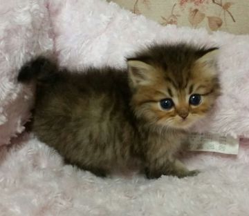 ペルシャ(チンチラ)【茨城県・男の子・2015年11月23日・チンチラゴールデン】の写真「ふわふわでほんわりしたお顔です」