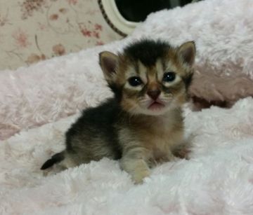 ソマリ【茨城県・女の子・2015年3月27日・ルディ】の写真「なつっこくて、かわいい！！」