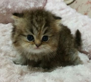 ペルシャ(チンチラ)【茨城県・女の子・2015年3月14日・チンチラゴールデン】の写真「可愛いお目目をしています」